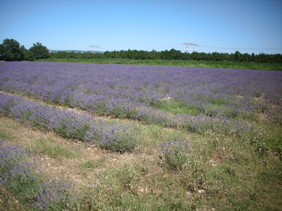 Zur Provence gehört Lavendel...