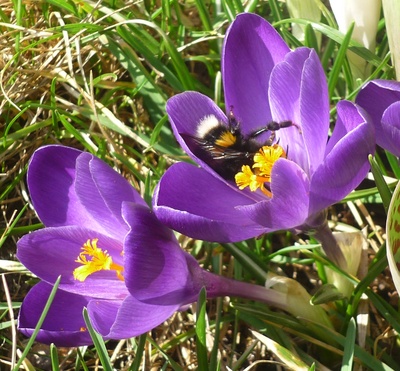 Krokusse mit Hummel