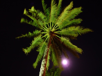 Palme mit Mond