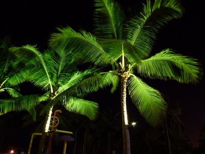 2 Palmen bei Nacht