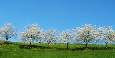 Kirschbäume im Schwarzwald