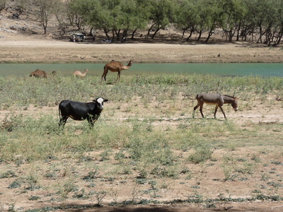 Oman: Wadi Darbat 4