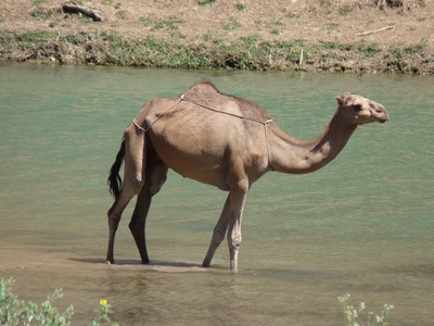 Kamel im Wasser