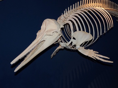 Delfin-Skelett