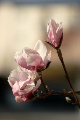 die ersten magnolien blühen.....20.03.2012