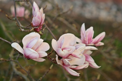 magnolienblüte.....