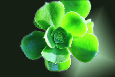 grüne Blüte