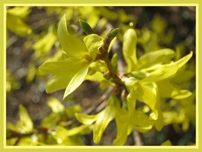 Frühlingssinfonie in gelb