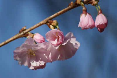 So schön kann nur der Frühling sein.