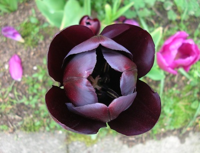 Schwarze Tulpe