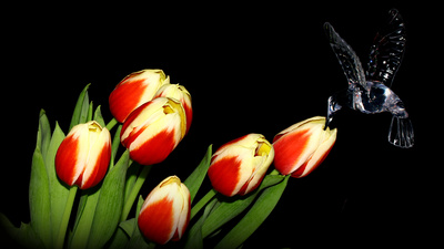 Tulpen mit Kolibri