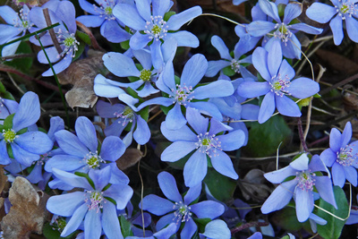 Leberblümchen