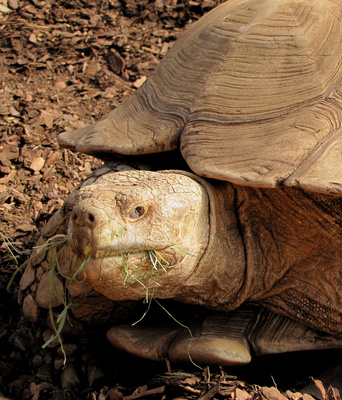 Schildkröte beim Fressen