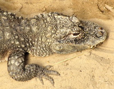 China-Alligator