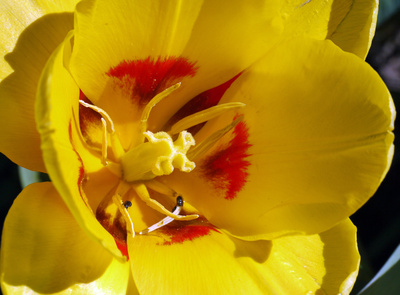 Kleine Käfer in gelber Tulpe