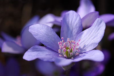 Leberblümchen