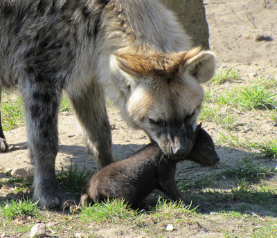 Flecken- (Tüpfel) hyäne mit Nachwuchs