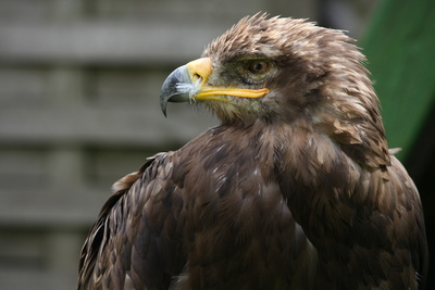 Adler2