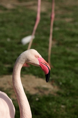 Flamingo-01