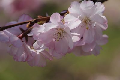 Mandelblüten (1)