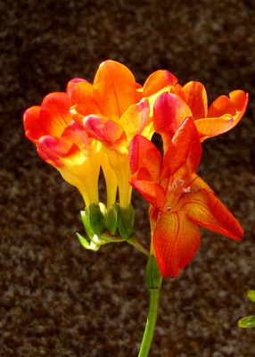 Fresienblüten (Makro)