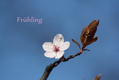 Frühling