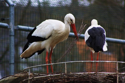 Nestbau bei Storchens