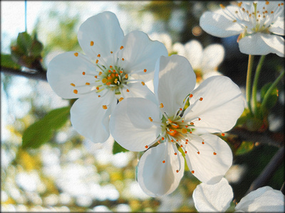 Kirschblüten in der Sonne