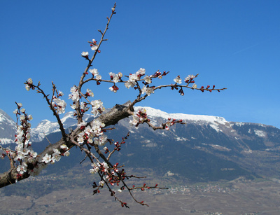 Aprikosenblüten in der Westschweiz