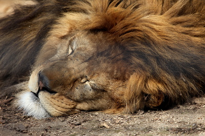 Löwe schlafend