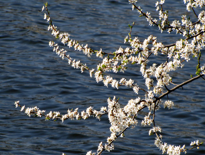 Kirschblüten am Wasser