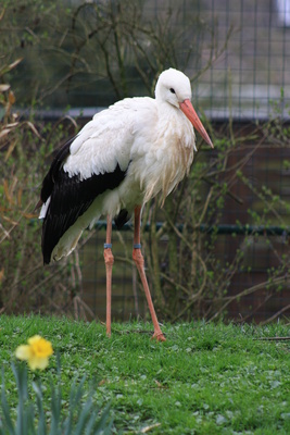 Storch