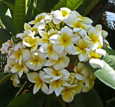 Frangipaniblüte auf Teneriffa(korrigiert)