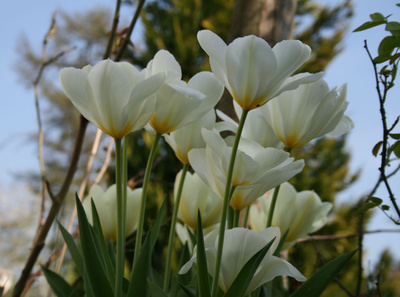 Der Frühling ist da 2