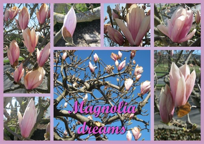 magnolia dreams