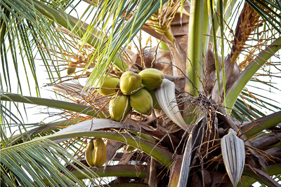 Kokosnuss-Palme