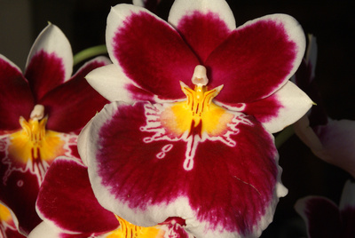 Violette Orchidee Violette Orchidee