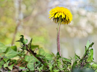 Löwenzahns Frühling