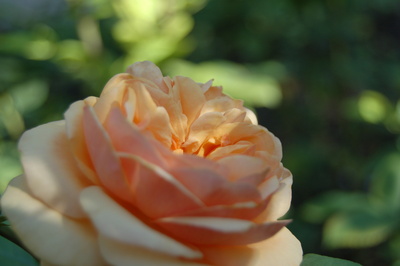 Rose in Champanier