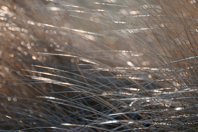 Gräser im Wind