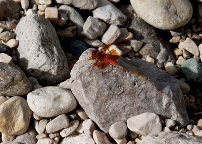 Rote Libelle im Wadi