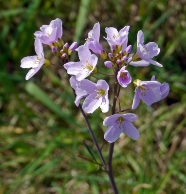 Wiesenschaumkraut (I)