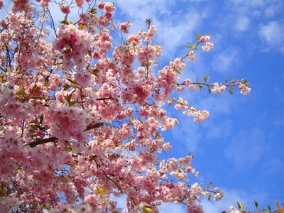 japanische Kirschblüte 2