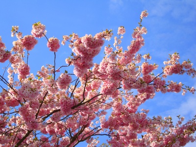 japanische Kirschblüte 3