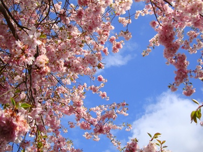 japanische Kirschblüte 4