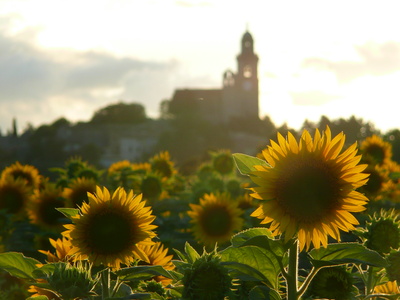 Sonnenblumen in Provence