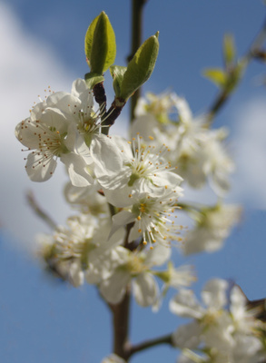 Pflaumenblüte