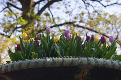 Frühling und Tulpen
