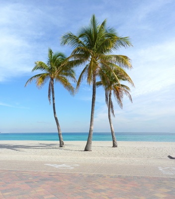 Florida-Beach Palmen