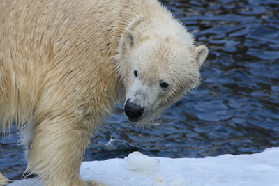 Eisbär